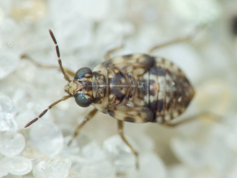 Saldidae Amyot & Serville, 1843